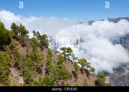 Caldera de Taburiente National Park, Blick vom Pico Bejenado, La Palma, Kanarische Inseln, Spanien, Europa Stockfoto