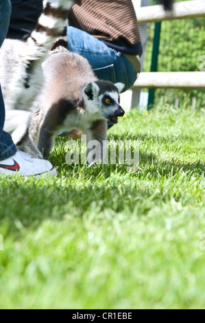 Lemur Interaktion in einem offenen Gehäuse Stockfoto