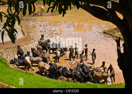 Zentrales Hochland, ehemalige Provinz von Fianarantsoa, Madagaskar, Haute Matsiatra Region, Soatanana Dorf wo der Christ Stockfoto