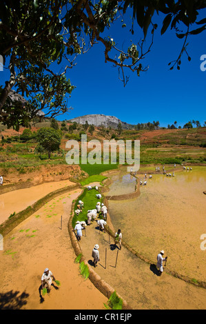 Zentrales Hochland, ehemalige Provinz von Fianarantsoa, Madagaskar, Haute Matsiatra Region, Soatanana Dorf wo der Christ Stockfoto