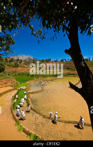 Zentrales Hochland, ehemalige Provinz von Fianarantsoa, Madagaskar, Haute Matsiatra Region, Soatanana Dorf wo der Christ Stockfoto