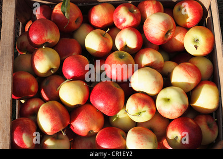 Äpfel in einer Kiste, Oberschwarzach, Steigerwald, Unterfranken, Franken, Bayern, Deutschland, Europa Stockfoto