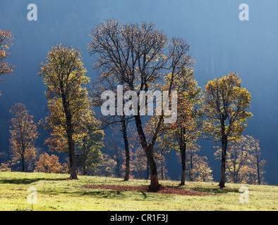 Herbstliche Bäume, Bergahorn (Acer Pseudoplatanus), Grosser Ahornboden Weide mit Ahornbäumen, Eng-Tal Tal, Risstal Stockfoto