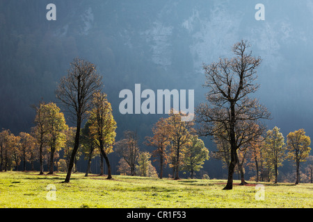 Herbstliche Bäume, Bergahorn (Acer Pseudoplatanus), Grosser Ahornboden Weide mit Ahornbäumen, Eng-Tal Tal, Risstal Stockfoto