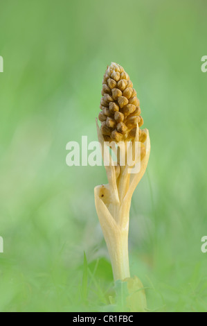 Vogelnest-Orchidee (Neottia Nidus-Avis) Stockfoto