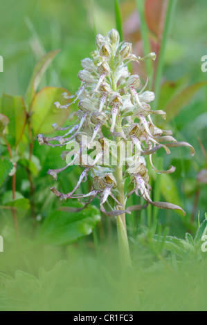 Lizard Orchid (Himantoglossum Hircinum) Stockfoto