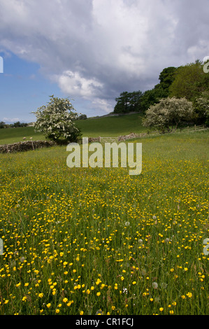 Frühling Blumen in einem traditionellen Mähwiese in den Yorkshire Dales. Bellerby in der Nähe von Leyburn. Stockfoto