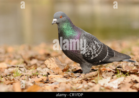 Straße Taube (Columba Livia Forma Domestica) Stockfoto