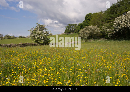 Frühling Blumen in einem traditionellen Mähwiese in den Yorkshire Dales. Bellerby in der Nähe von Leyburn. Stockfoto