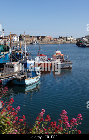 Roter Baldrian oder Jupiter Bart (Centranthus Ruber) Fischerei Hafen von Howth, in der Nähe von Dublin, County Fingal, Leinster, Irland Stockfoto