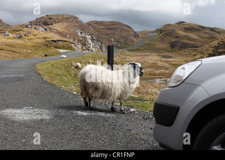 Schafe auf der Straße nach Slieve League, County Donegal, Irland, Europa, PublicGround Stockfoto