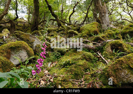 Fingerhut (Digitalis Purpurea), Glenveagh National Park, County Donegal, Irland, Europa Stockfoto