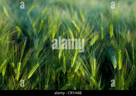 Gerstenfeld Stockfoto