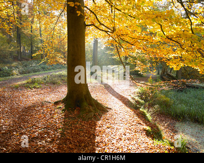 Sonne durch die Bäume im Wald Stockfoto