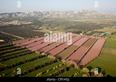 Frankreich, Bouches du Rhone, Naturparks Alpilles, La Crau Plain, Pfirsich Anbau, Bäume in voller Blüte, in der Nähe von Aureille Stockfoto