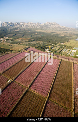 Frankreich, Bouches du Rhone, Naturparks Alpilles, La Crau Plain, Pfirsich Anbau, Bäume in voller Blüte, in der Nähe von Aureille Stockfoto