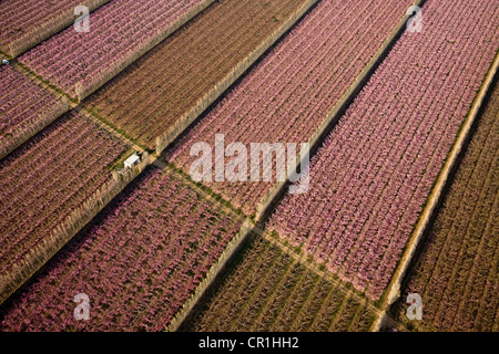 Frankreich, Bouches du Rhone, Naturparks Alpilles, La Crau Plain, Pfirsich Anbau, Bäume in voller Blüte, in der Nähe von Aureille Stockfoto