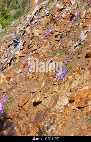 Berg-Wildblumen - Penstemon auf trockenen, steinigen Pisten, Snoqualmie Pass, North Cascades, Washington Stockfoto