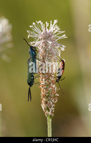 Paar der grüne Förster (Adscita) Nachtfalter, auf eine Blüte Hoary Wegerich (Plantago Media), Fränkische Schweiz, Oberfranken Stockfoto