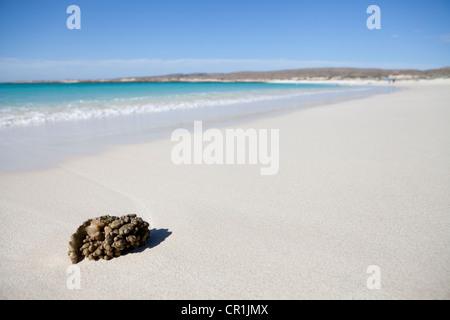 Korallen am Strand von Turquoise Bay Beach, Teil des Ningaloo Reef Marine Park in Westaustralien. Stockfoto