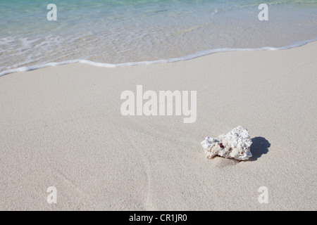 Korallen am Strand von Turquoise Bay Beach, Teil des Ningaloo Reef Marine Park in Westaustralien. Stockfoto