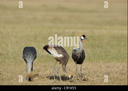 Grau-gekrönter Kran (Balearica Regulorum Gibbericeps) paar & eine juvenile Fütterung am Nakuru in Kenia NP - Ostafrika Stockfoto