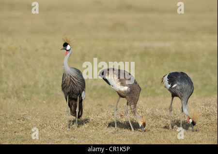 Grau-gekrönter Kran (Balearica Regulorum Gibbericeps) paar & eine juvenile Fütterung am Nakuru in Kenia NP - Ostafrika Stockfoto