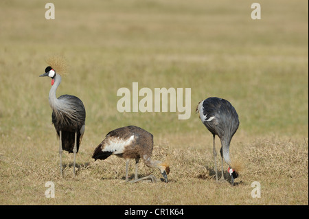 Grau-gekrönter Kran (Balearica Regulorum Gibbericeps) paar & eine juvenile Fütterung am Nakuru in Kenia NP - Ostafrika Stockfoto