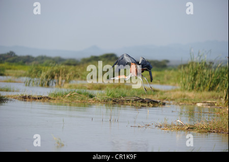 Goliath Reiher (Ardea Goliath) ausziehen aus einem Sumpf am Lake Baringo - Kenia - Ost-Afrika Stockfoto