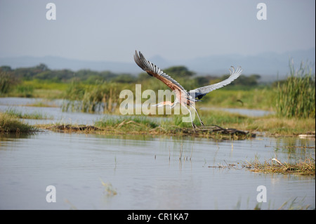 Goliath Reiher (Ardea Goliath) ausziehen aus einem Sumpf am Lake Baringo - Kenia - Ost-Afrika Stockfoto