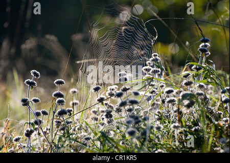 Spinnennetz an einem Herbstmorgen Stockfoto