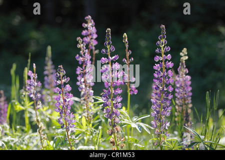 Narrowleaf Lupine, blaue Lupine (Lupinus Angustifolius), eine Bergkette Fichtelgebirge, Oberfranken, Franken, Bayern Stockfoto