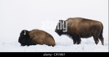 Zwei Büffel in den Schnee, Yellowstone National Park Stockfoto