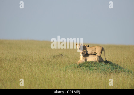 East African Lion - Massai-Löwe (Panthera Leo Nubica)-Weibchen auf einem Termitenhügel in der Savanne Ostafrikas Masai Mara - Kenia- Stockfoto