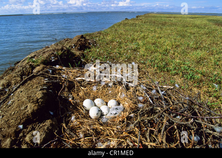 Nest des Rough-legged Buzzard (Buteo Lagopus), Tajmyr-Halbinsel, nördlichen Sibirien, Russland, Asien Stockfoto