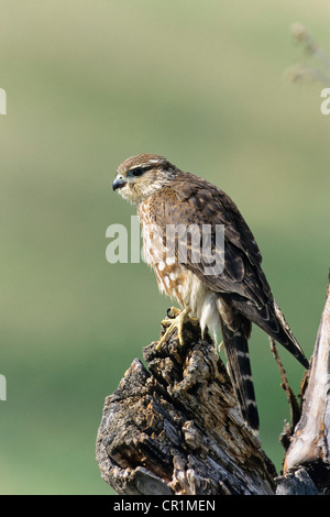 Merlin (Falco Columbarius), Weiblich, USA Stockfoto