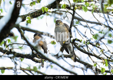 Sperber (Accipiter Nisus), paar im Spätwinter, Oberbayern, Deutschland, Europa Stockfoto