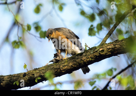 Eurasische Sperber (Accipiter Nisus), Männchen mit Beute, zupfen, Upper Bavaria, Bavaria, Germany, Europe Stockfoto