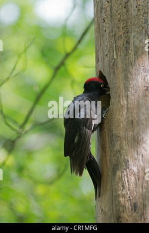 MÄNNLICHE SCHWARZSPECHT Dryocopus Martius jungen am NEST Loch füttert Stockfoto