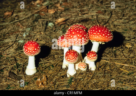 Fliegenpilze (Amanita Muscaria), Bayern, Deutschland, Europa Stockfoto