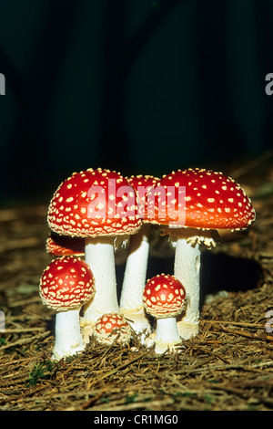 Fliegenpilze (Amanita Muscaria), Bayern, Deutschland, Europa Stockfoto