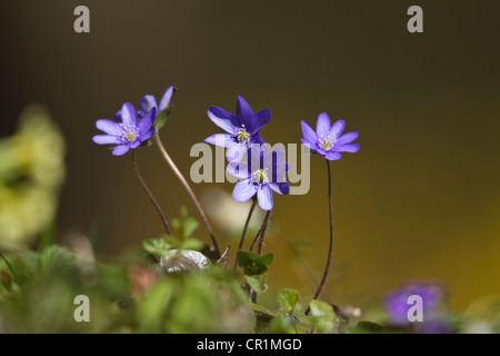 Blühende Leberblümchen, Lebermoos (Hepatica Nobilis), Deutschland, Europa Stockfoto