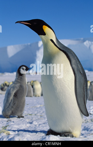 Kaiserpinguin (Aptenodytes Forsteri) mit Küken auf Eis Regal, Weddellmeer, Antarktis Stockfoto