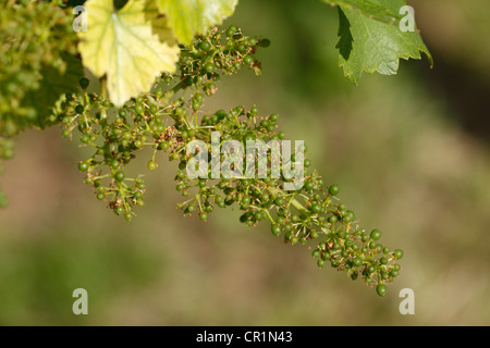 Unreifen Trauben (Vitis Vinifera Subspecies Vinifera), Wachau, Niederösterreich, Österreich Stockfoto