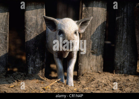 Mangalitza Schweine, Mangalitza, Mangalica oder Curly Hair Schwein (Sus Scrofa) Ferkel, Ungarn, Europa Stockfoto