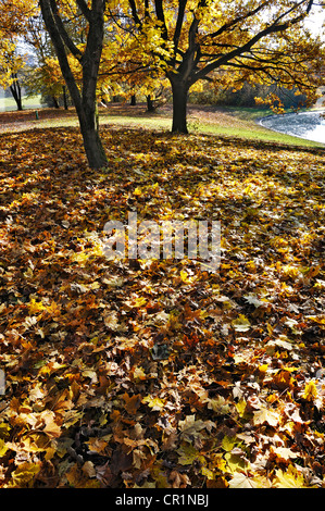 Eiche (Quercus) Bäume und Ahornbäume (Acer) lichtdurchflutet am See in der herbstlichen Ostpark, München, Bayern Stockfoto