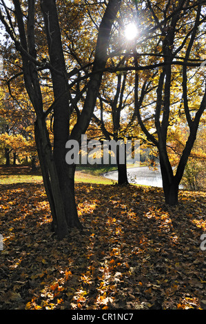 Eichen (Quercus) lichtdurchflutet auf die in der herbstlichen Ostpark, München, Bayern, Deutschland, Europa Stockfoto