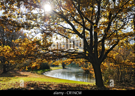 Eiche (Quercus) lichtdurchflutet im herbstlichen Ostpark, München, Bayern, Deutschland, Europa Stockfoto