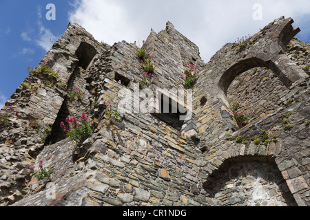 König John Castle, Carlingford, Cooley Halbinsel, County Louth, Republik Irland, Europa Stockfoto