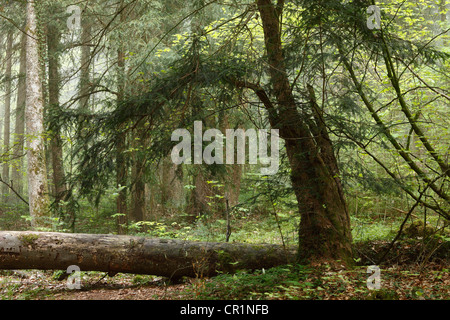 Europäische Eibe (Taxus Baccata) Eibenwald Eibe Wald Eibenwald, Upper Bavaria, Bavaria, Germany, Europa Stockfoto